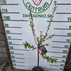 Mandľa trojlaločná (Prunus triloba)  ‘ROSEMUND’ – výška 120-140 cm, kont. C5L - NA KMIENKU